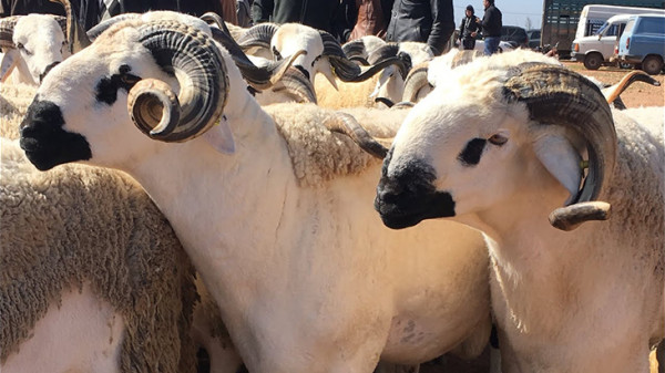 عيد الأضحى ... من أعظم الأيام 